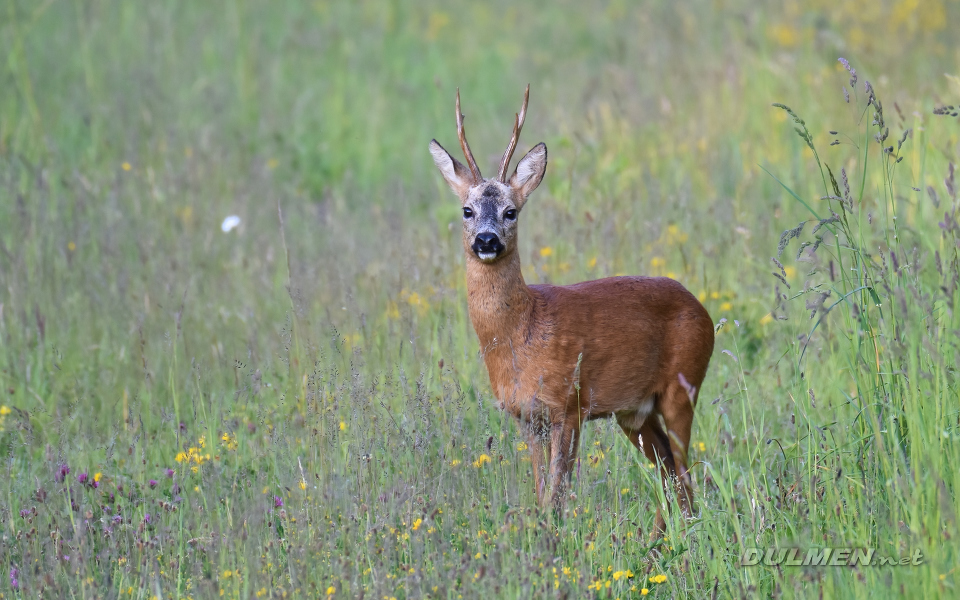 Roe Deer (male, Capreolus capreolus)